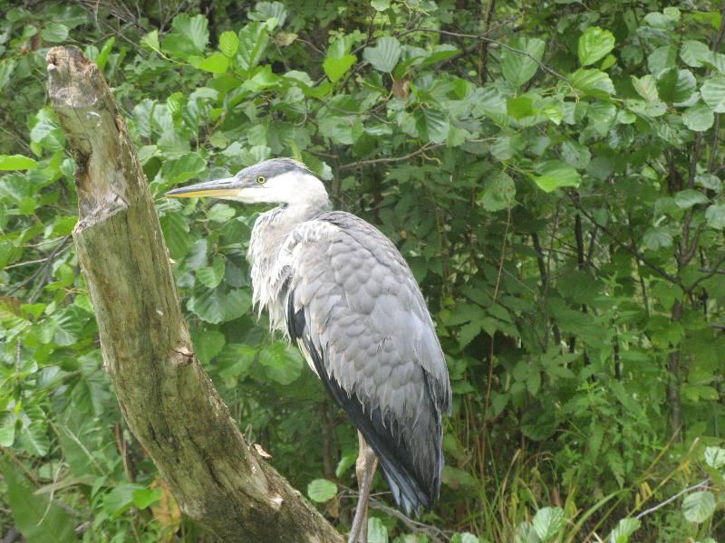 ���� ����������� �����